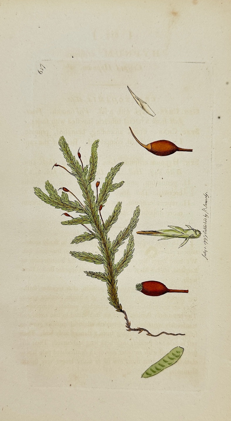 Antique Print - James Sowerby - Hypnum Crispum - Curled Feather Moss - F1
