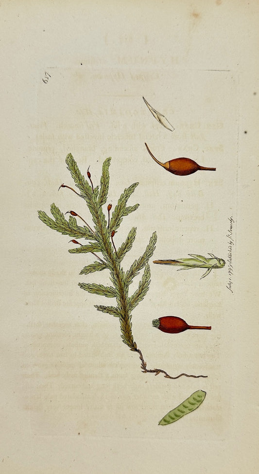 Antique Print - James Sowerby - Hypnum Crispum - Curled Feather Moss - F1