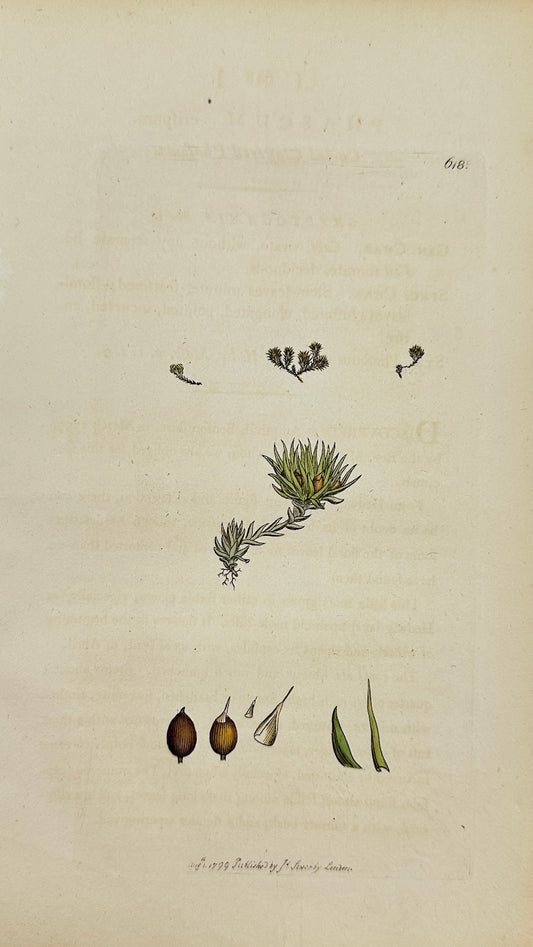Antique Botanical Print - James Sowerby - Phascum Crispum - Curled Phascum - F1