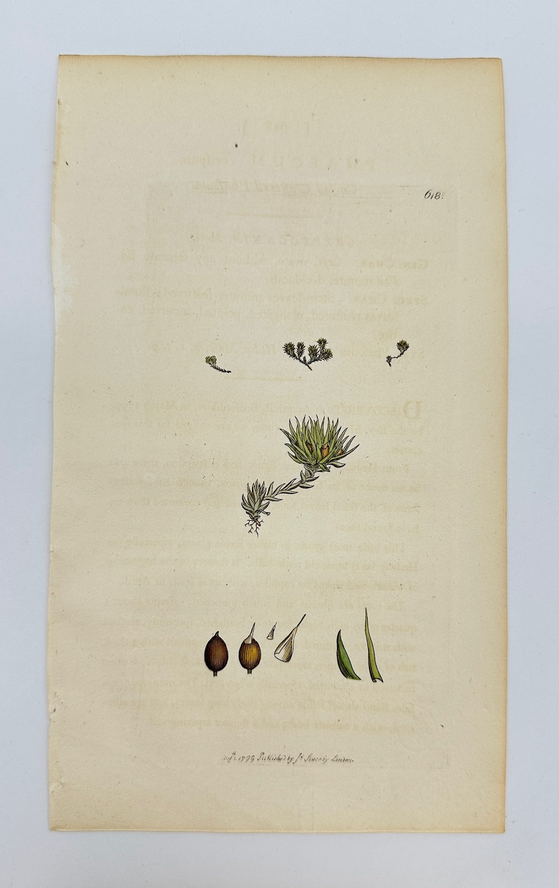 Antique Botanical Print - James Sowerby - Phascum Crispum - Curled Phascum - F1