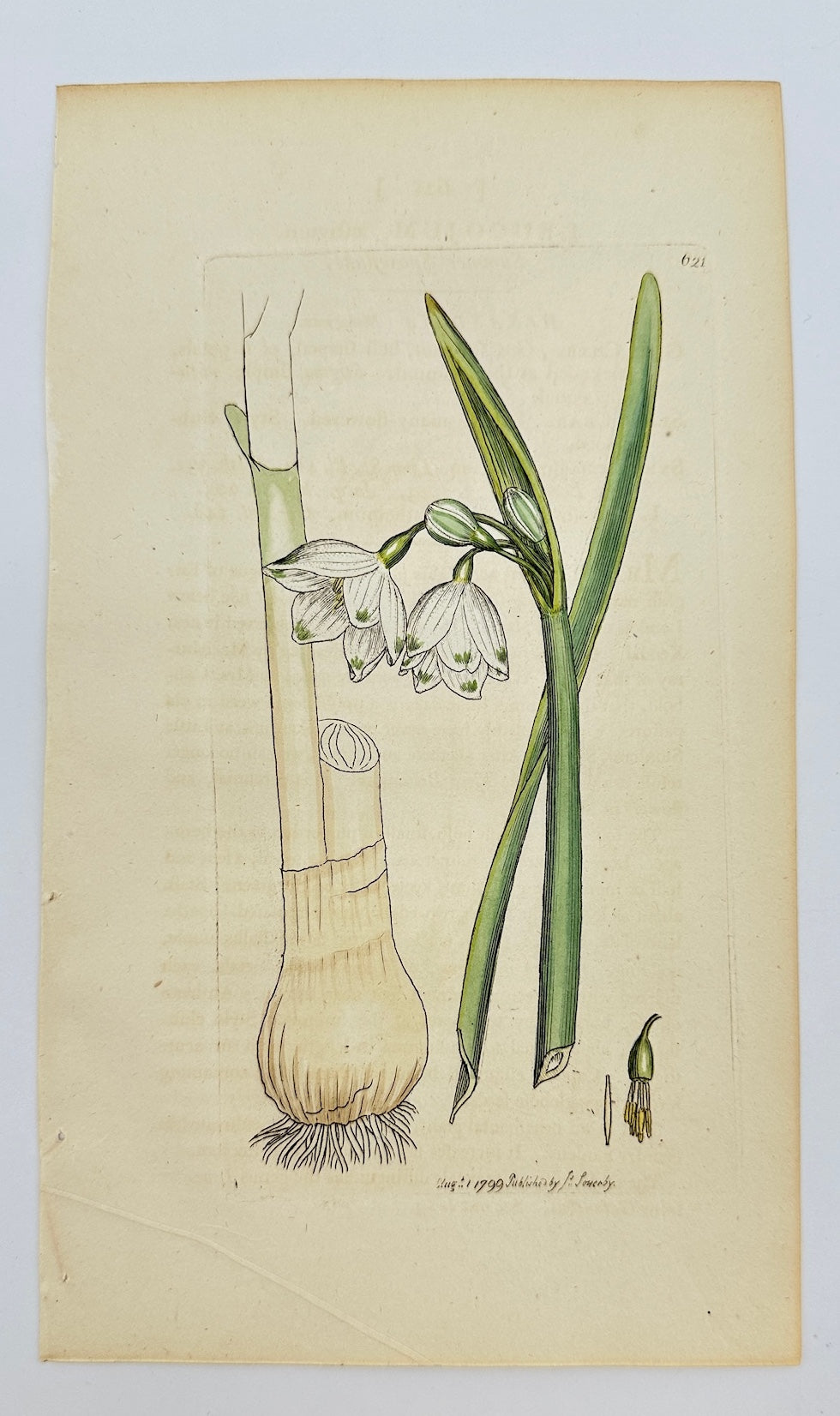 Antique Print - James Sowerby - Leucojum Aestivum - Summer Snowflake - F1
