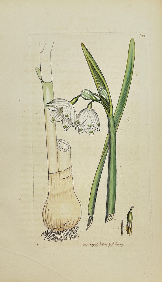 Antique Print - James Sowerby - Leucojum Aestivum - Summer Snowflake - F1
