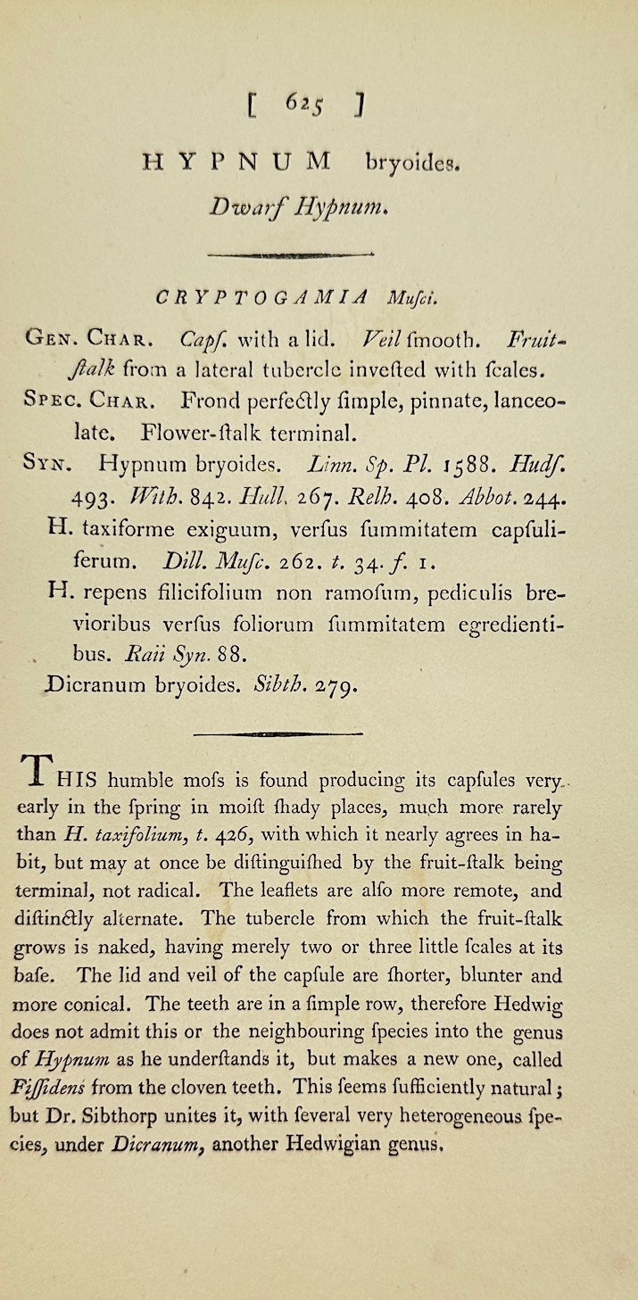 Antique Print - James Sowerby - Hypnum Bryoides - Moss-like Hypnum - F1