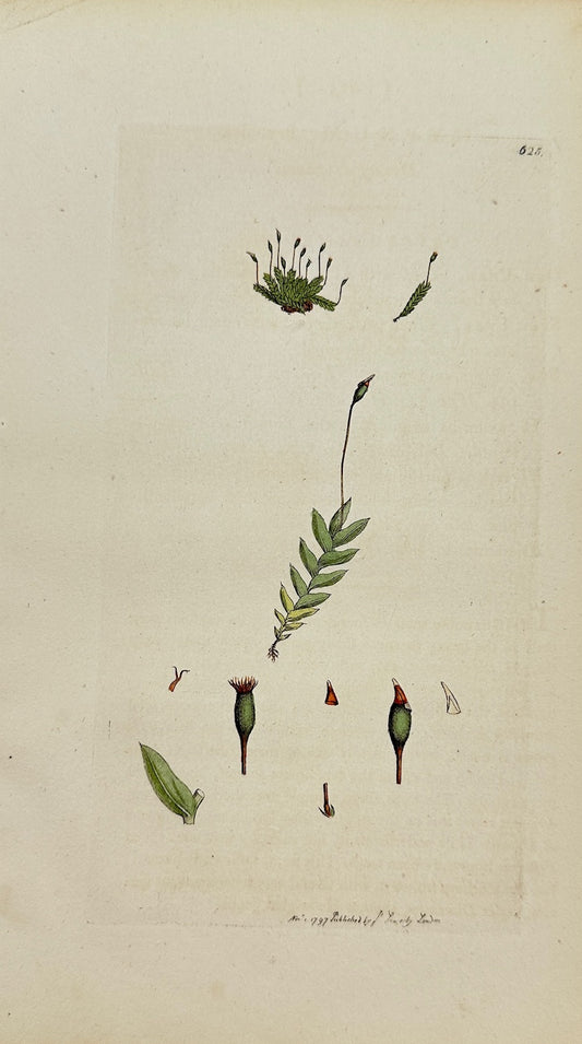 Antique Print - James Sowerby - Hypnum Bryoides - Moss-like Hypnum - F1
