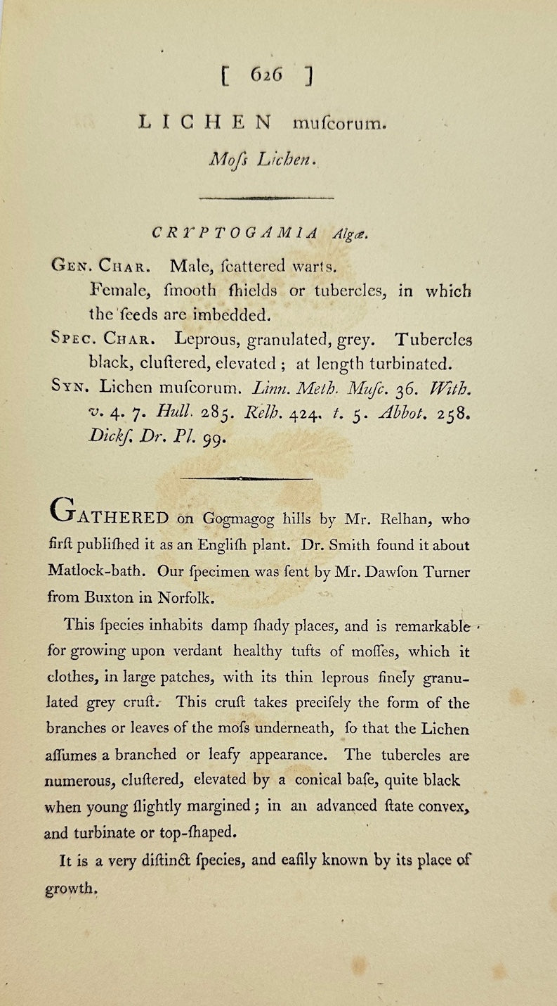 Antique Botanical Print - James Sowerby - Lichen Muscorum - Moss Lichen - F1