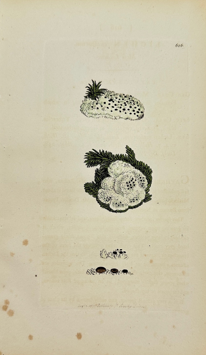 Antique Botanical Print - James Sowerby - Lichen Muscorum - Moss Lichen - F1