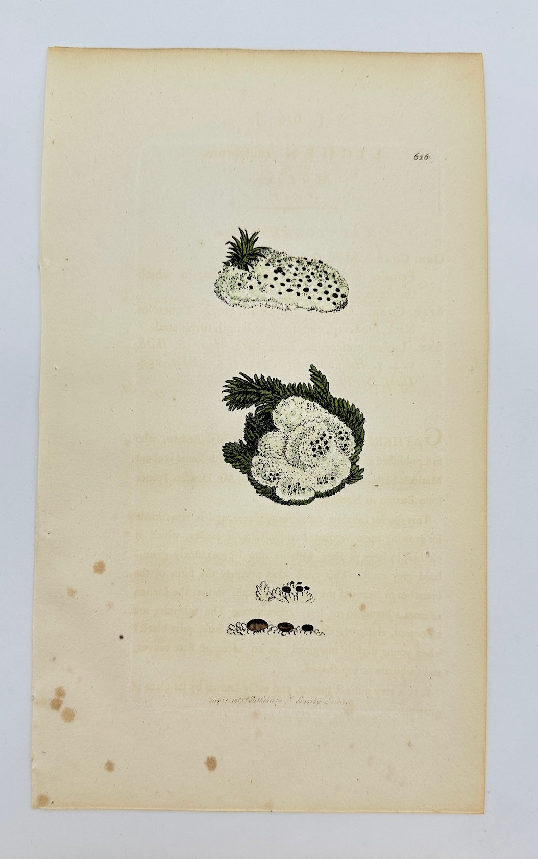 Antique Botanical Print - James Sowerby - Lichen Muscorum - Moss Lichen - F1