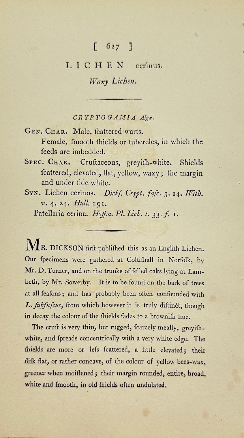Antique Botanical Print - James Sowerby - Lichen Cerinus - Wax Lichen - F1
