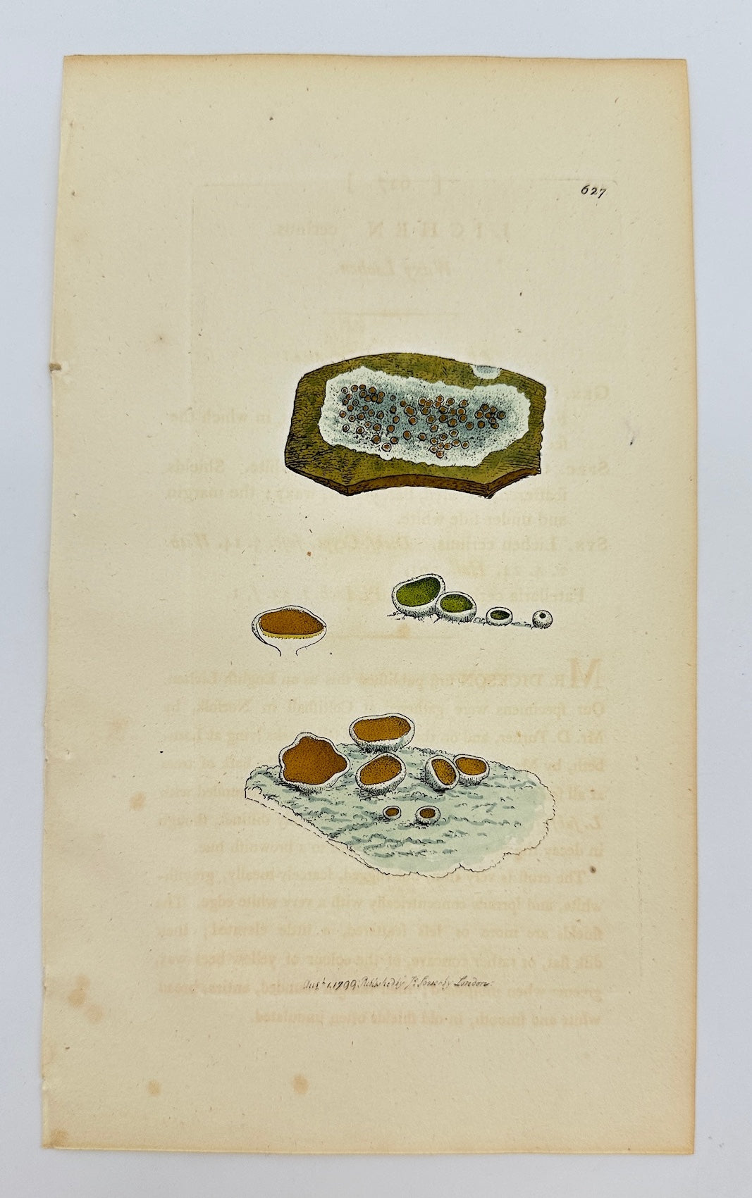 Antique Botanical Print - James Sowerby - Lichen Cerinus - Wax Lichen - F1