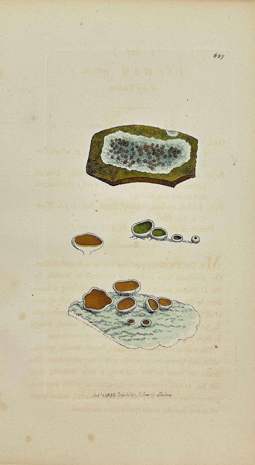Antique Botanical Print - James Sowerby - Lichen Cerinus - Wax Lichen - F1