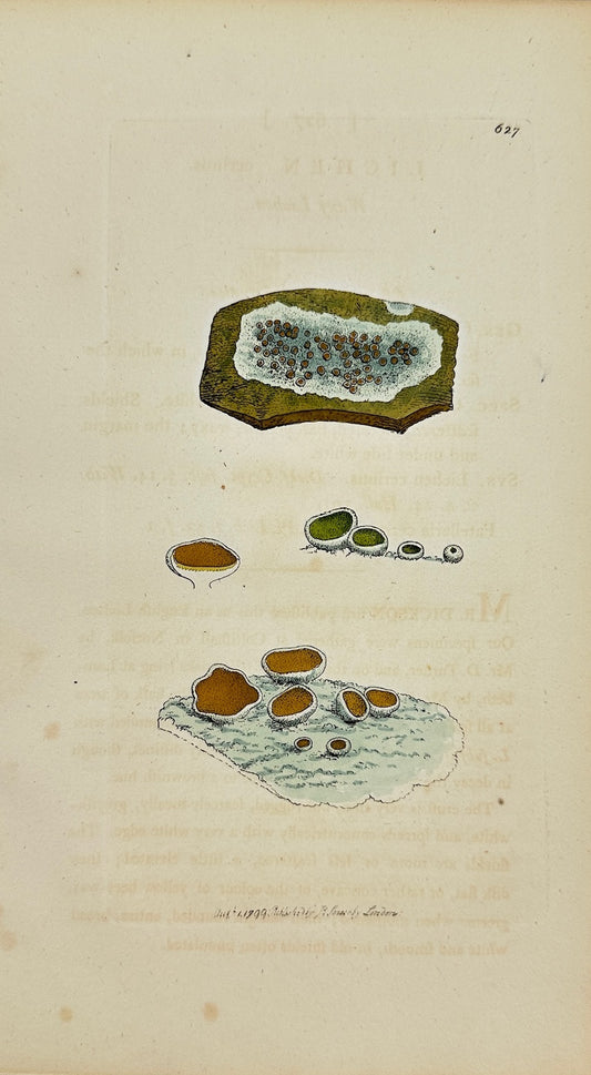 Antique Botanical Print - James Sowerby - Lichen Cerinus - Wax Lichen - F1