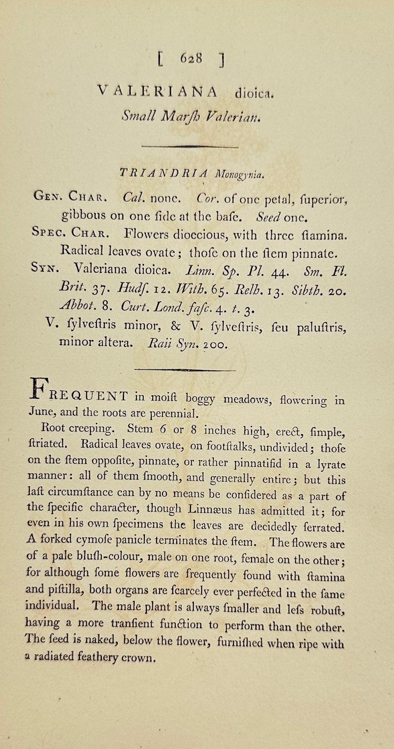 Antique Botanical Print - James Sowerby - Valeriana Dioica - Marsh Valerian - F1