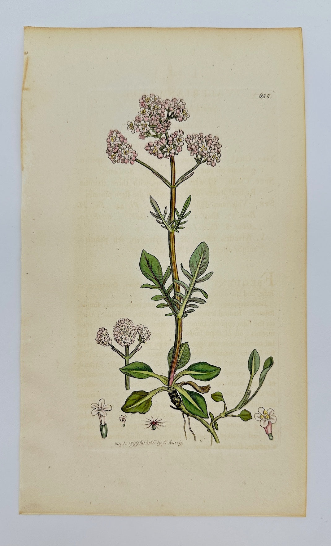 Antique Botanical Print - James Sowerby - Valeriana Dioica - Marsh Valerian - F1