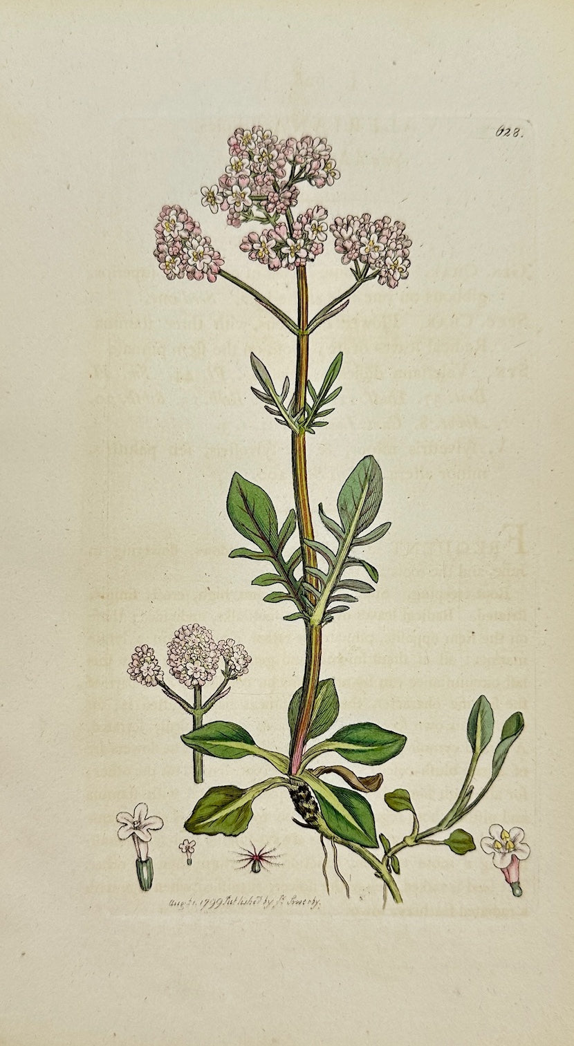 Antique Botanical Print - James Sowerby - Valeriana Dioica - Marsh Valerian - F1