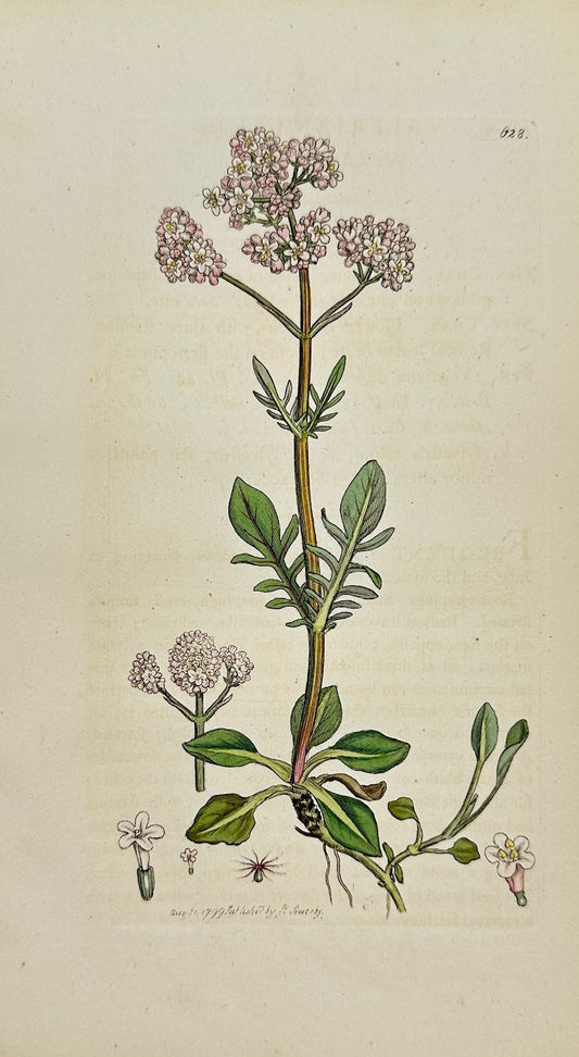 Antique Botanical Print - James Sowerby - Valeriana Dioica - Marsh Valerian - F1
