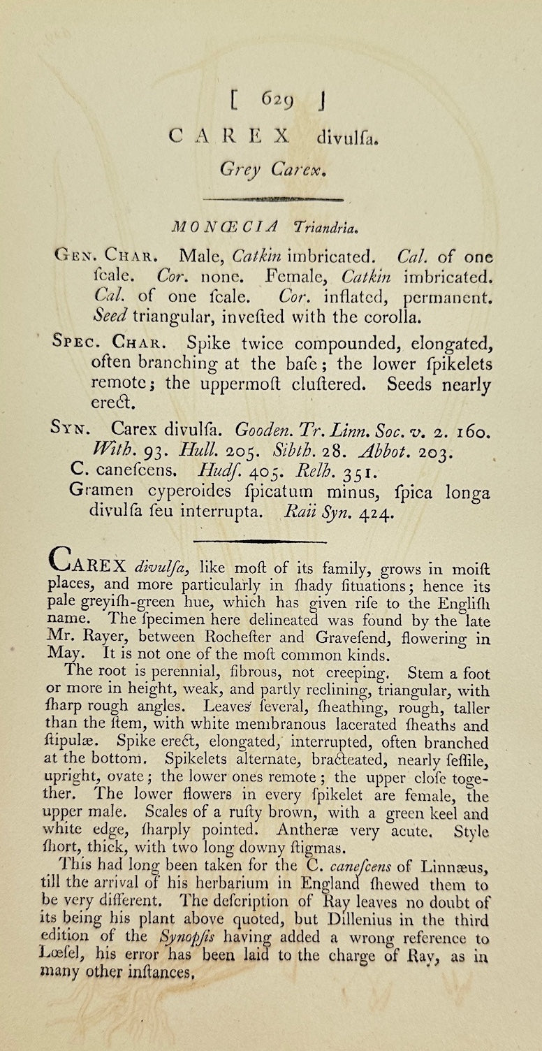Antique Print - James Sowerby - Carex Divulsa - Broad-leaved Sedge - F1