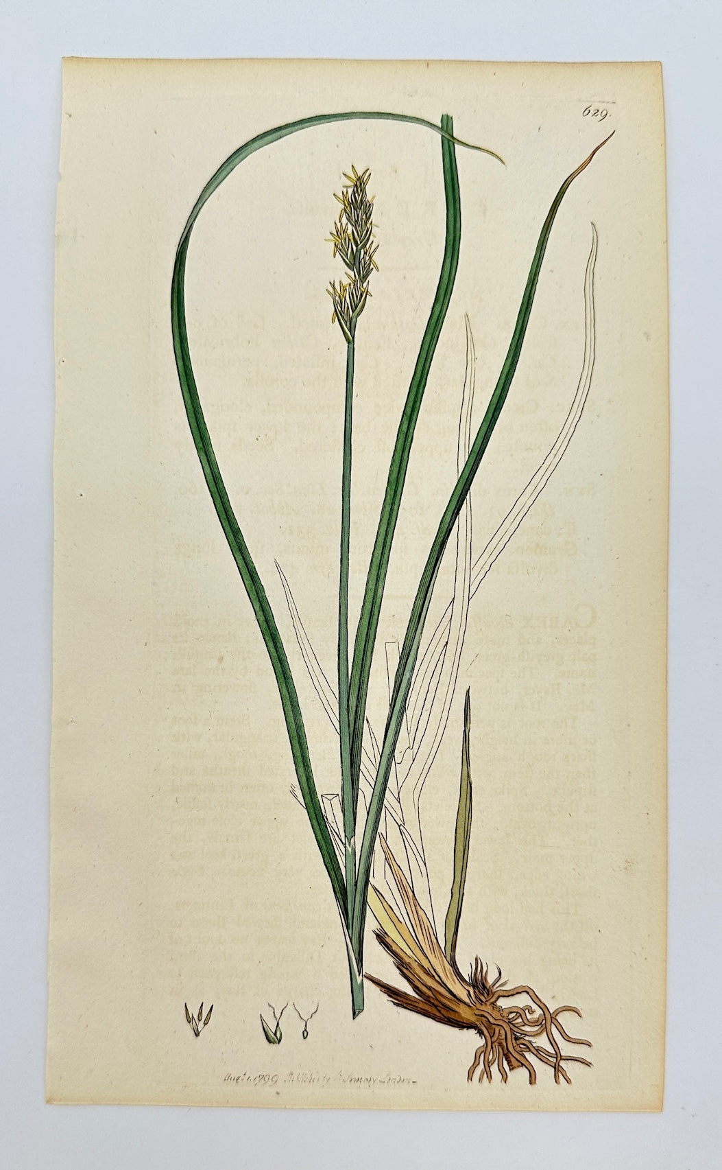 Antique Print - James Sowerby - Carex Divulsa - Broad-leaved Sedge - F1