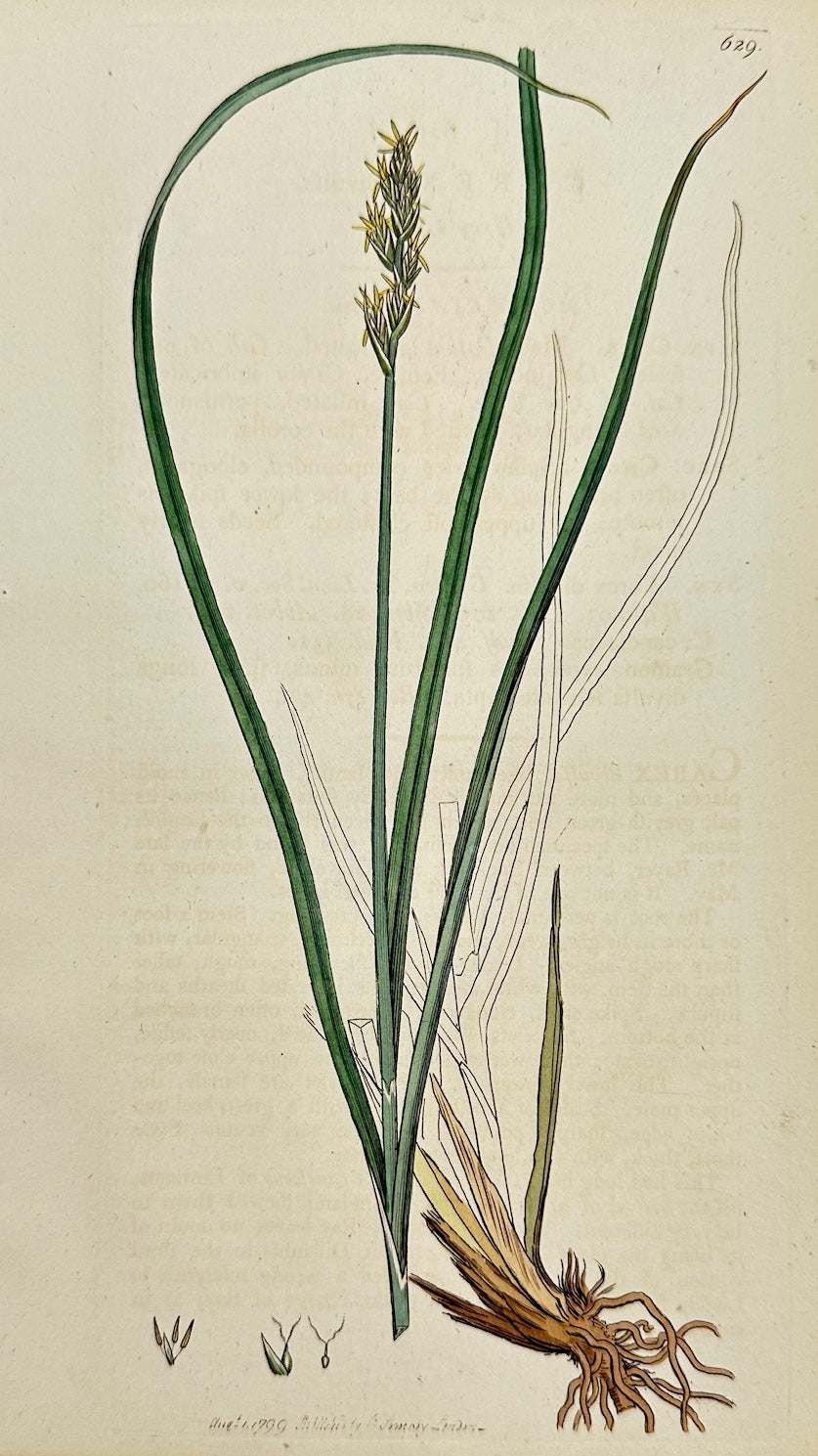 Antique Print - James Sowerby - Carex Divulsa - Broad-leaved Sedge - F1