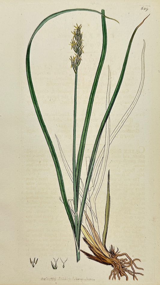 Antique Print - James Sowerby - Carex Divulsa - Broad-leaved Sedge - F1
