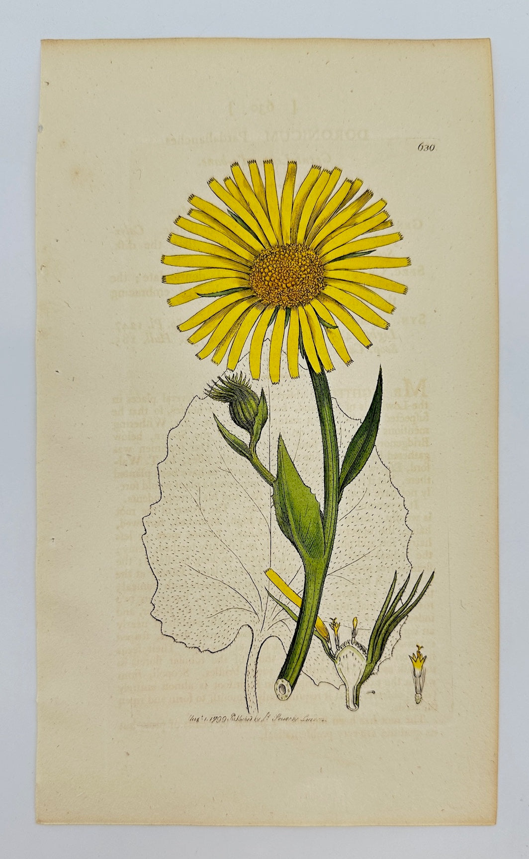 Antique Print - James Sowerby - Doronicum Pardalianches - Leopard's Bane - F1