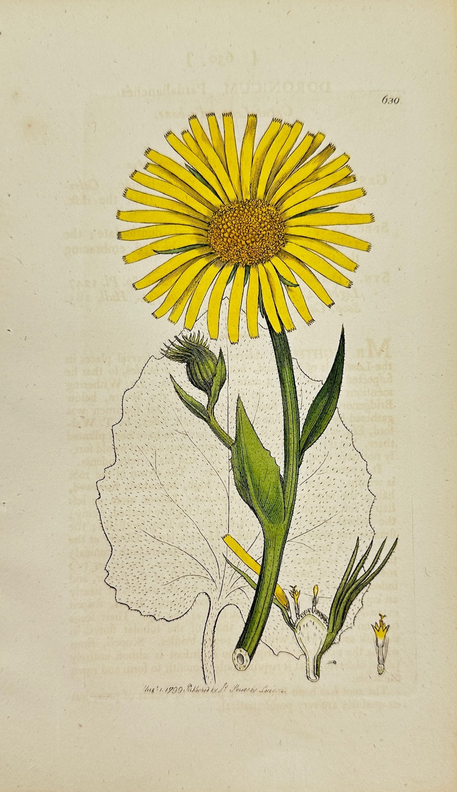 Antique Print - James Sowerby - Doronicum Pardalianches - Leopard's Bane - F1