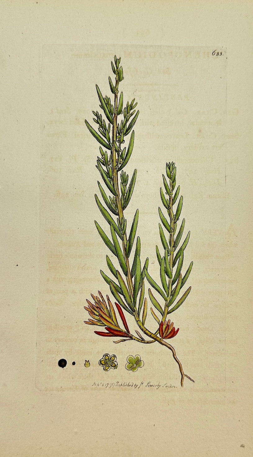 Antique Print - James Sowerby - Chenopodium Maritimum - Sea Goosefoot - F1