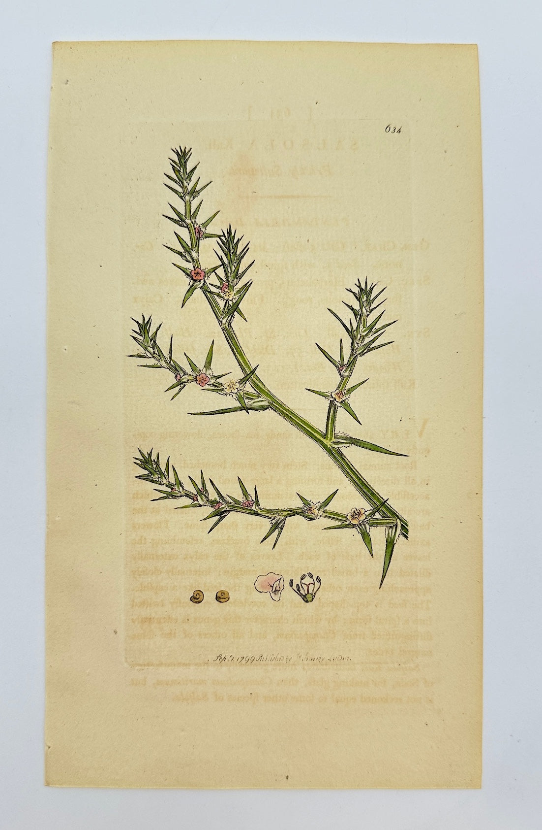 Antique Botanical Print - James Sowerby - Salsola Kali - Saltwort - F1
