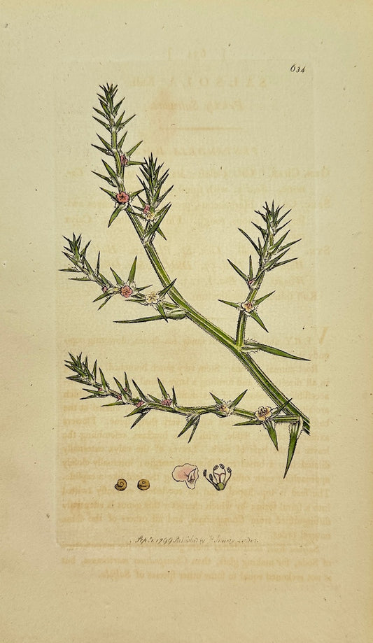 Antique Botanical Print - James Sowerby - Salsola Kali - Saltwort - F1