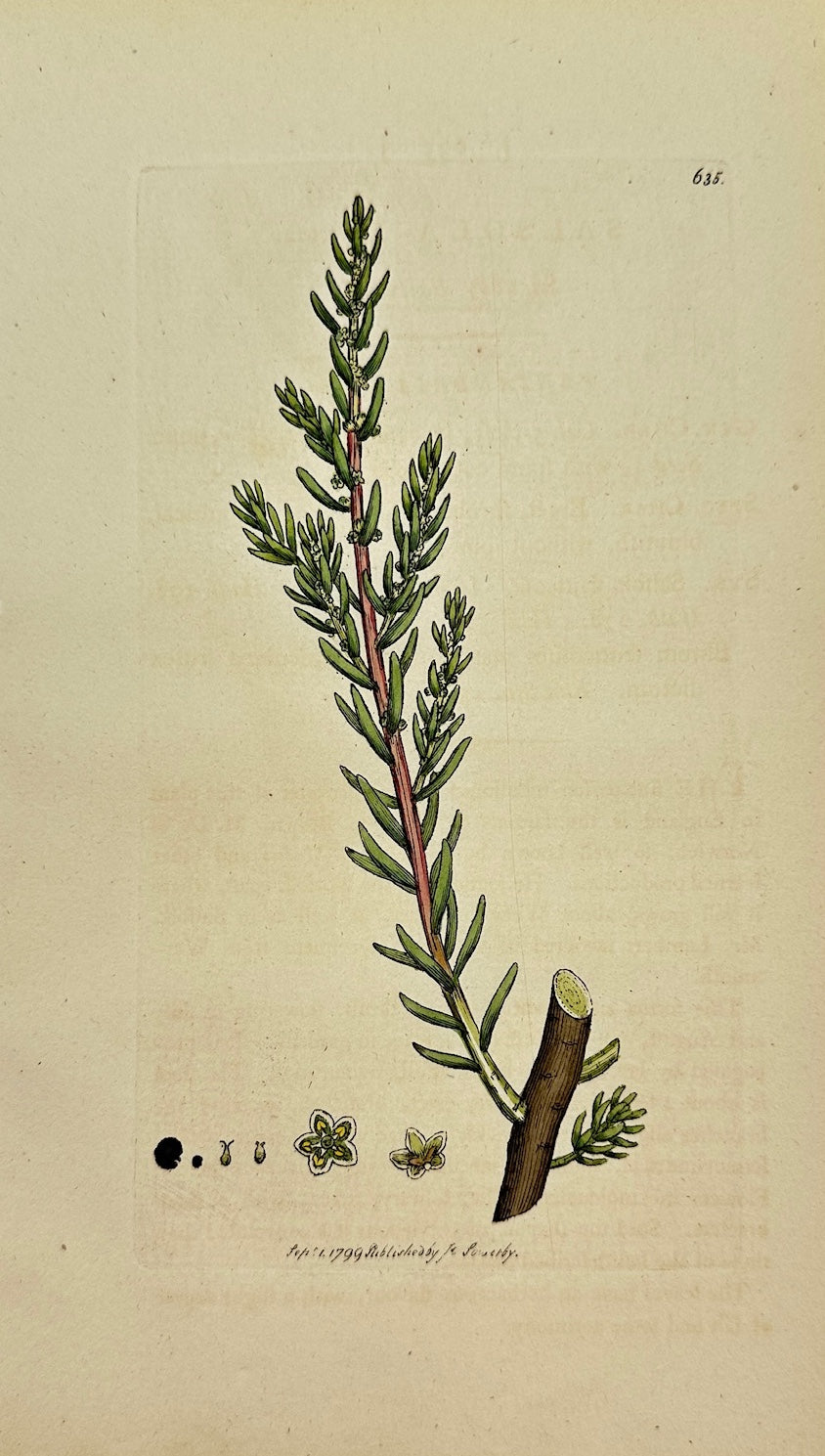 Antique Print - James Sowerby - Salsola Fruticosa - Bushy Saltwort - F1