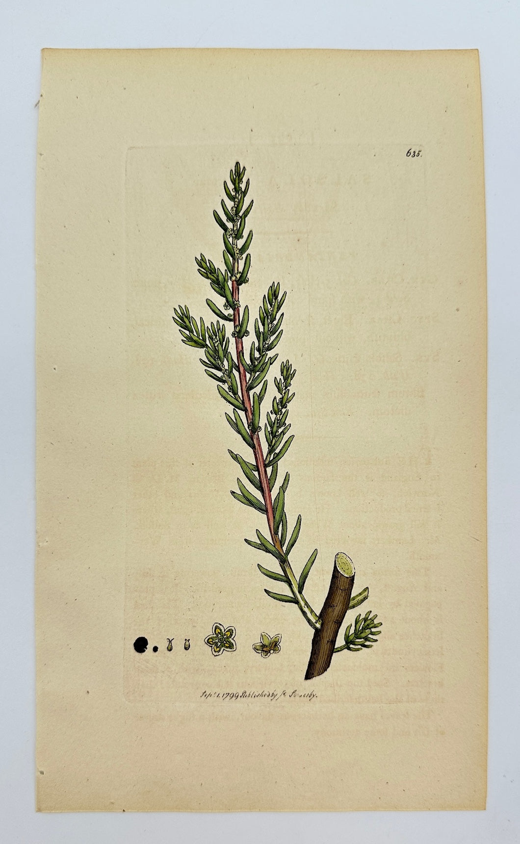 Antique Print - James Sowerby - Salsola Fruticosa - Bushy Saltwort - F1