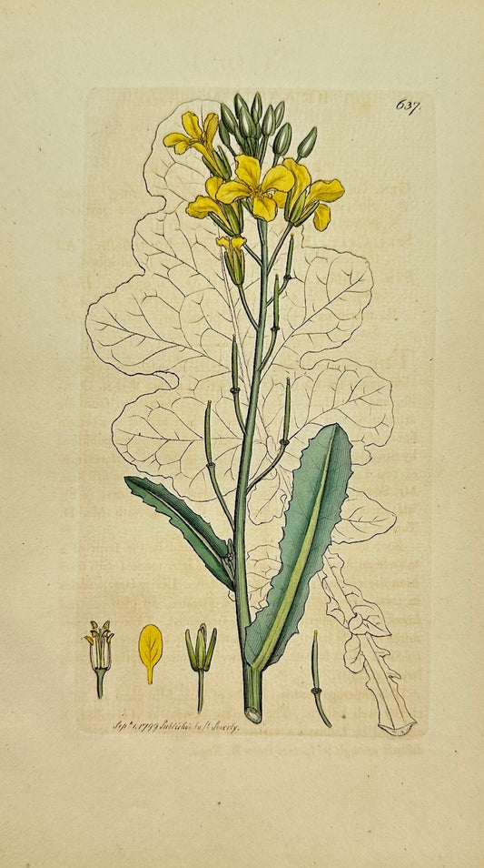 Antique Botanical Print - James Sowerby - Brassica Oleracea - Wild Cabbage - F1