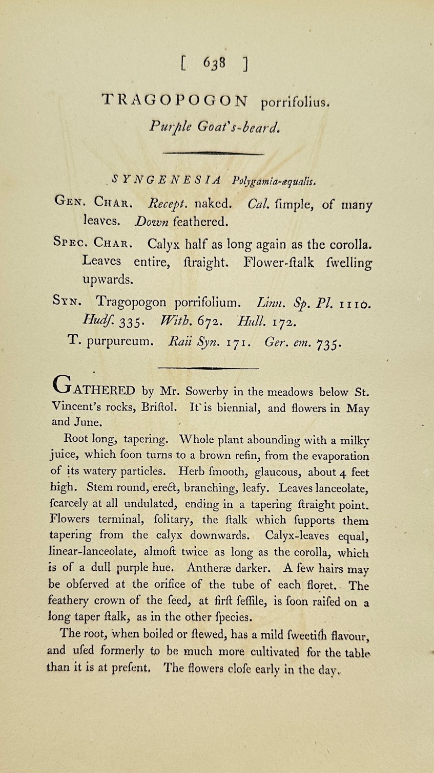 Antique Botanical Print - James Sowerby - Tragopogon Porrifolius - Salsify - F1
