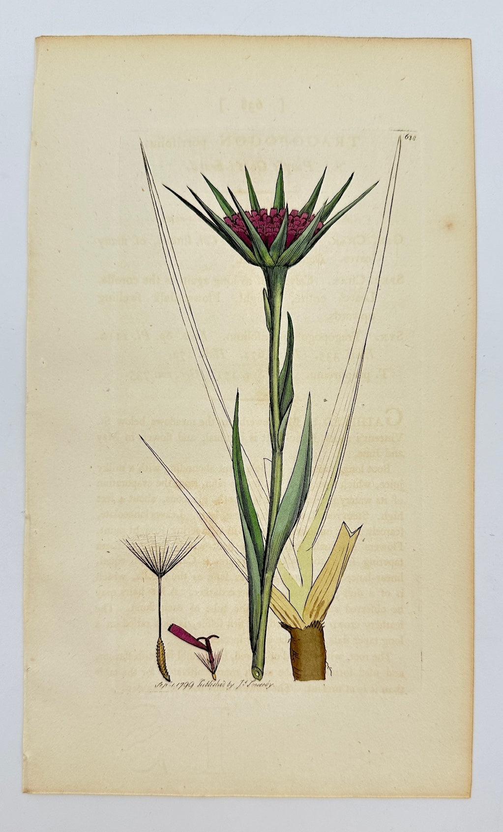Antique Botanical Print - James Sowerby - Tragopogon Porrifolius - Salsify - F1