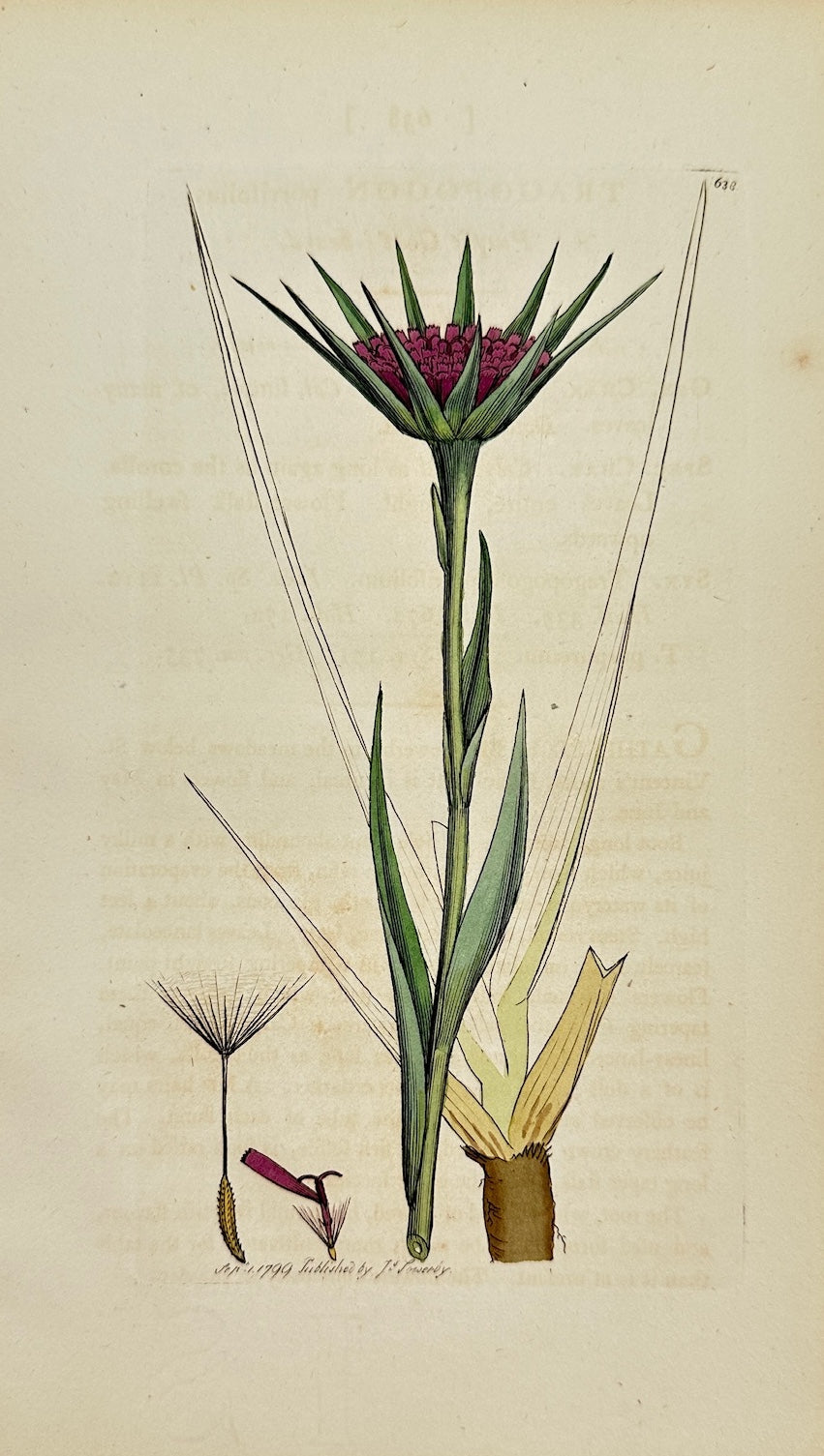 Antique Botanical Print - James Sowerby - Tragopogon Porrifolius - Salsify - F1