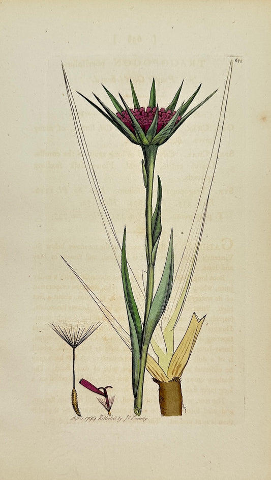 Antique Botanical Print - James Sowerby - Tragopogon Porrifolius - Salsify - F1