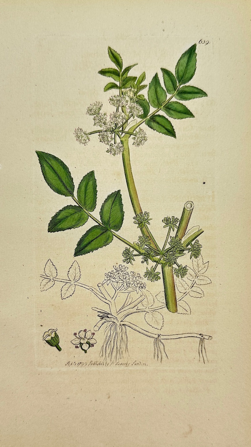 Antique Print - James Sowerby - Sium Nodiflorum - Floating Marsh Parsley - F1