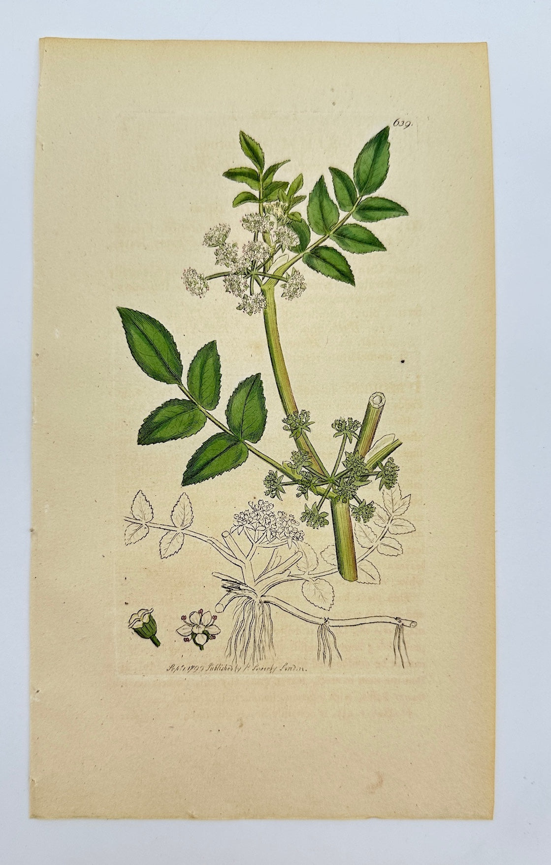 Antique Print - James Sowerby - Sium Nodiflorum - Floating Marsh Parsley - F1