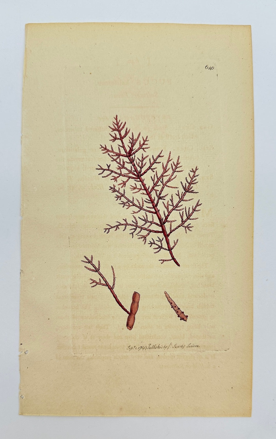 Antique Print - James Sowerby - Fucus Kaliformis - California Fucus - F1