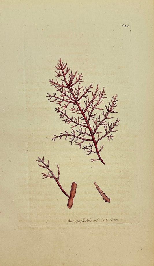Antique Print - James Sowerby - Fucus Kaliformis - California Fucus - F1