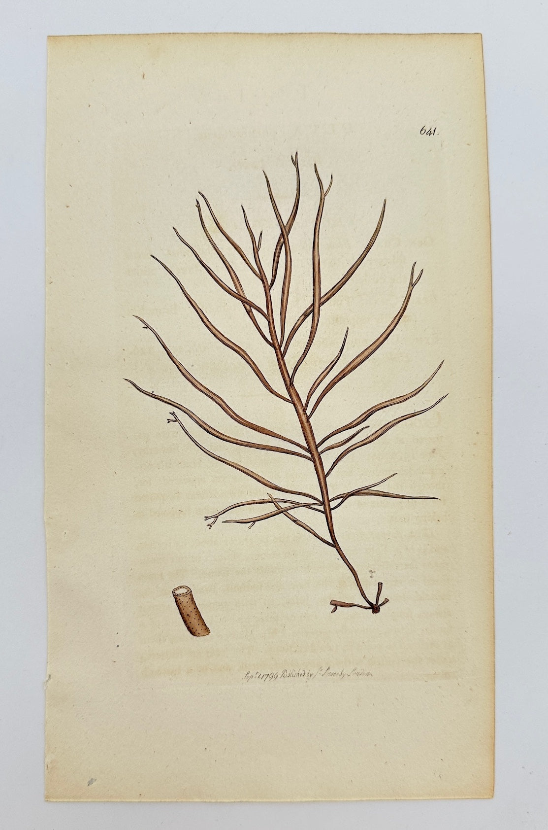 Antique Print - James Sowerby - Ulva Purpurascens - Purple Sea Lettuce - F1