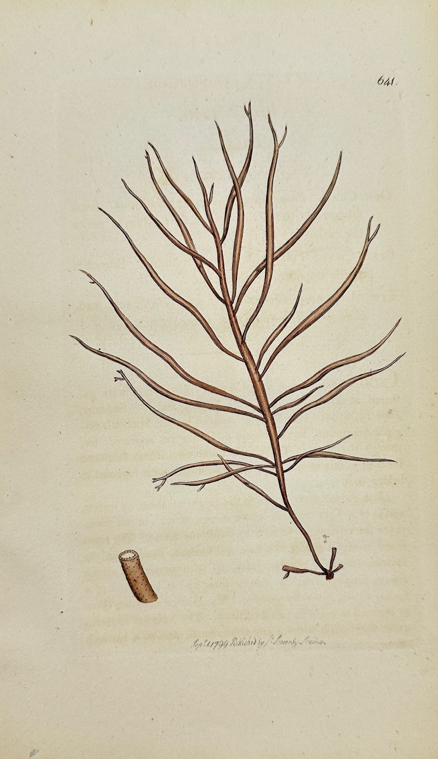 Antique Print - James Sowerby - Ulva Purpurascens - Purple Sea Lettuce - F1