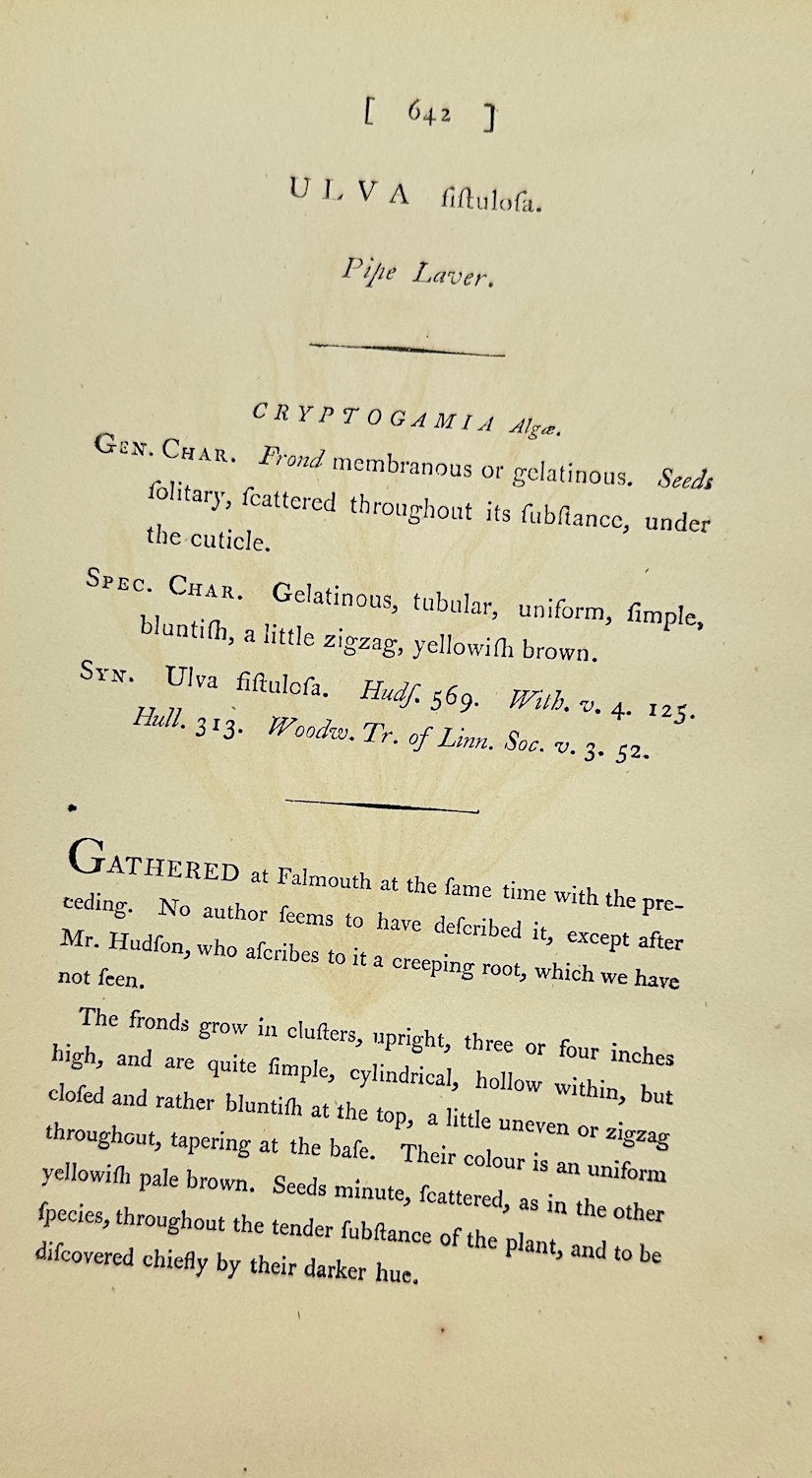 Antique Print - James Sowerby - Ulva Fistulosa - Hollow Green Seaweed - F1