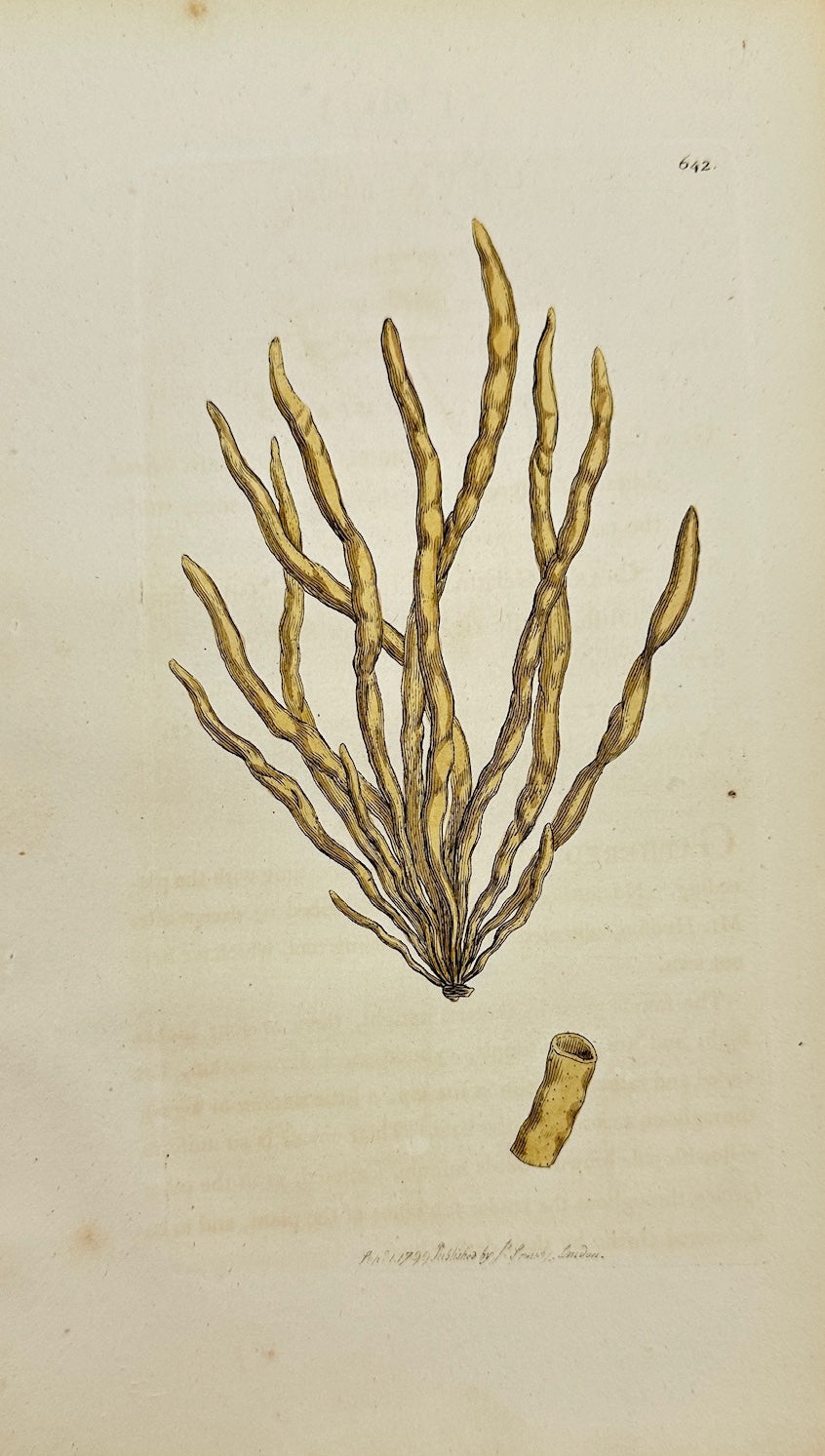 Antique Print - James Sowerby - Ulva Fistulosa - Hollow Green Seaweed - F1