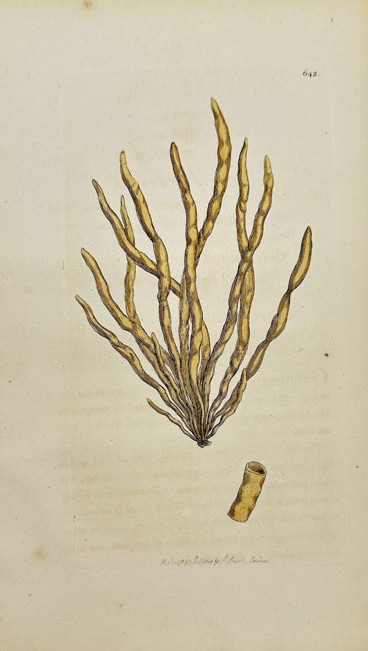 Antique Print - James Sowerby - Ulva Fistulosa - Hollow Green Seaweed - F1