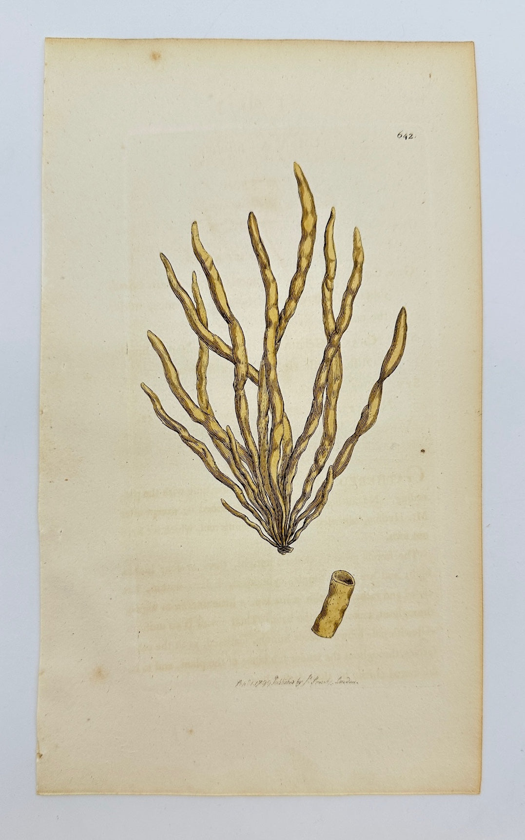 Antique Print - James Sowerby - Ulva Fistulosa - Hollow Green Seaweed - F1