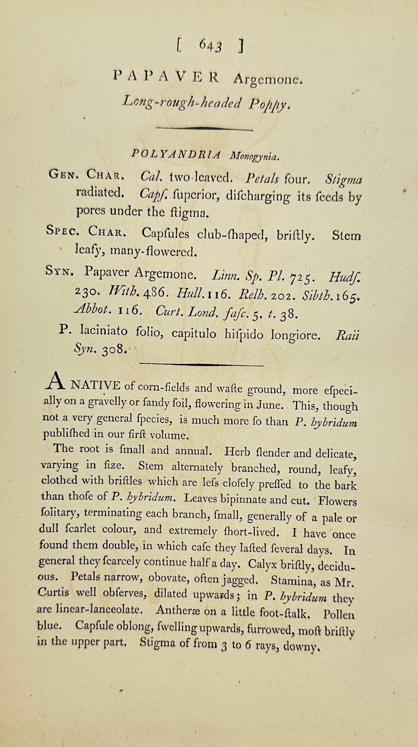 Antique Botanical Print - James Sowerby - Papaver Argemone - Horned Poppy - F1