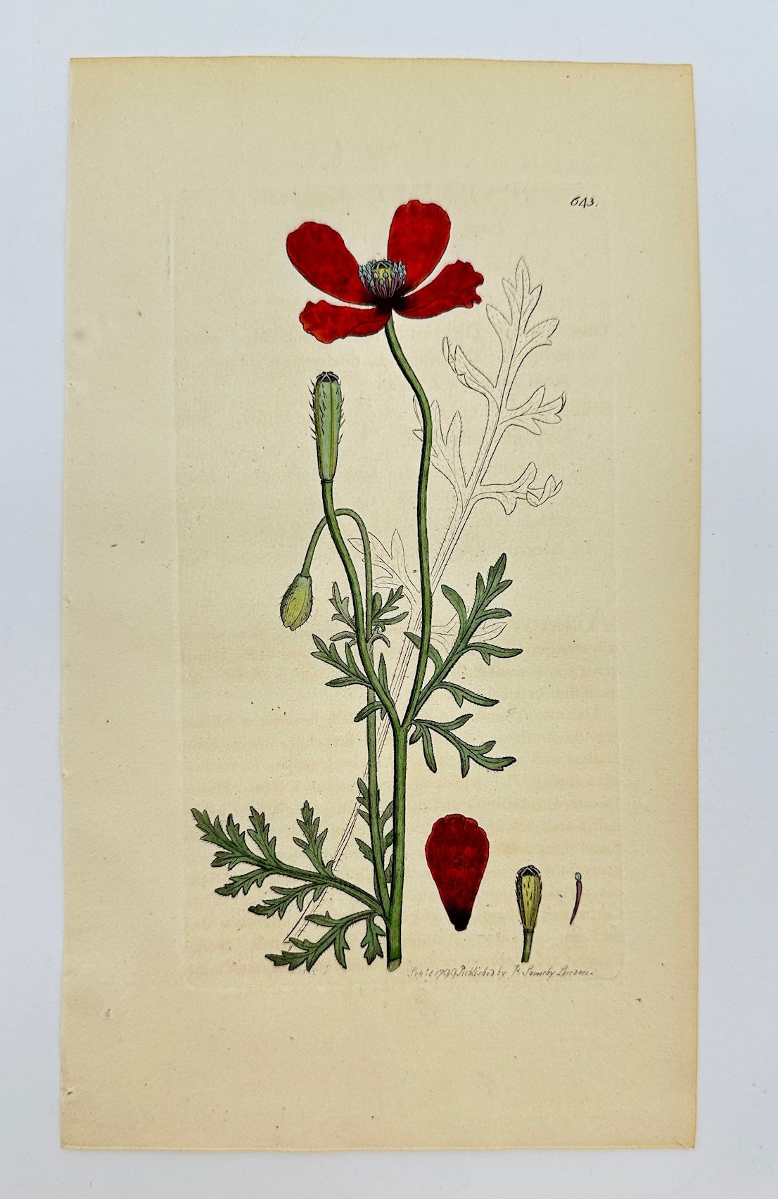 Antique Botanical Print - James Sowerby - Papaver Argemone - Horned Poppy - F1