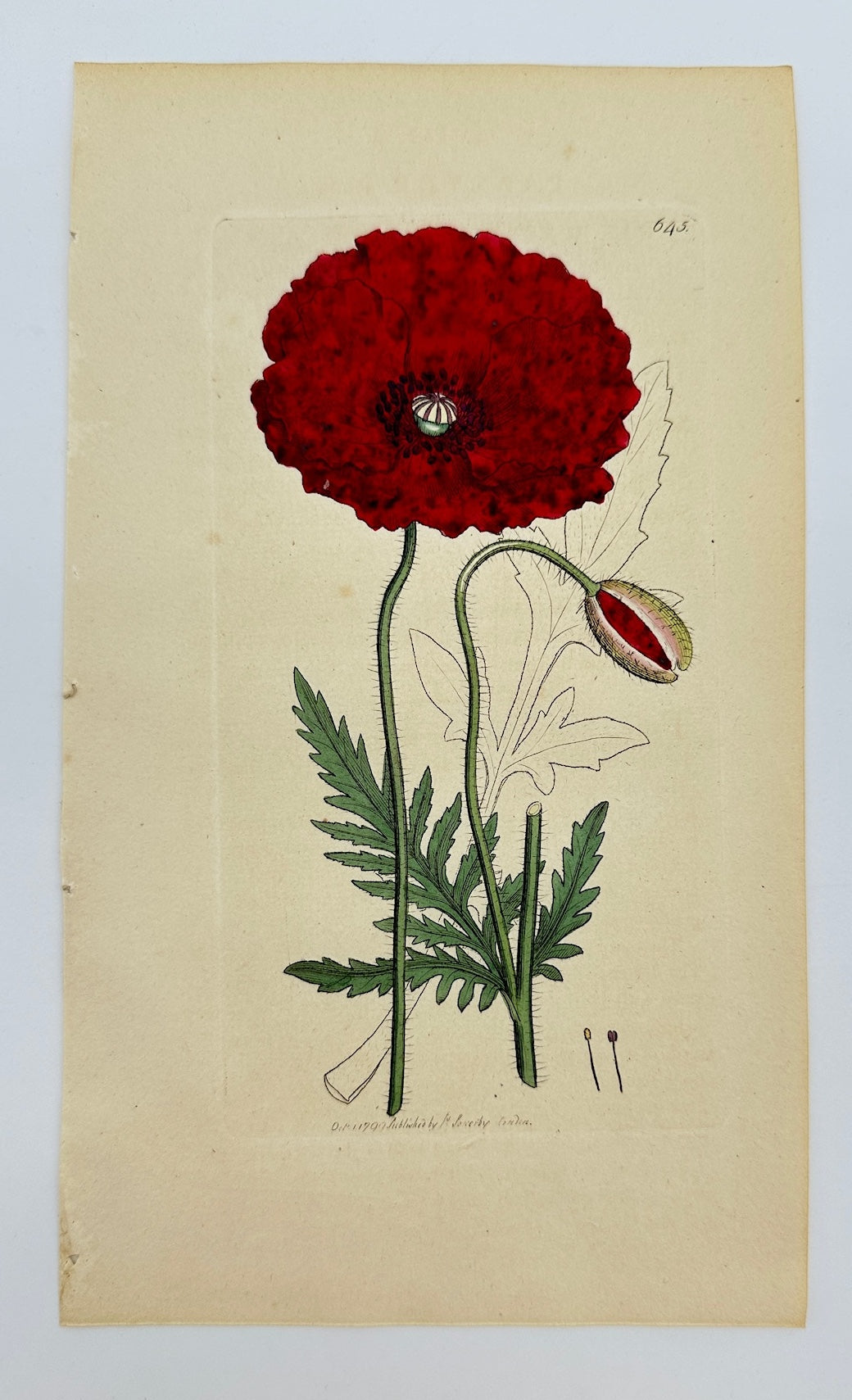 Antique Botanical Print - James Sowerby - Papaver Rhoeas - Common Poppy - F1