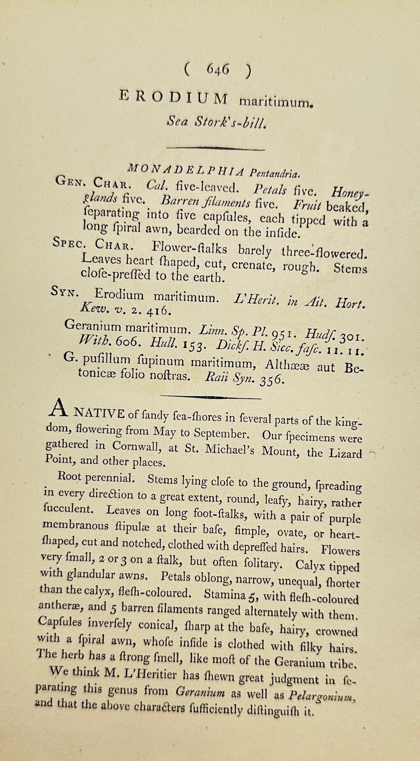 Antique Print - James Sowerby - Erodium Maritimum - Sea Stork's-bill - F1