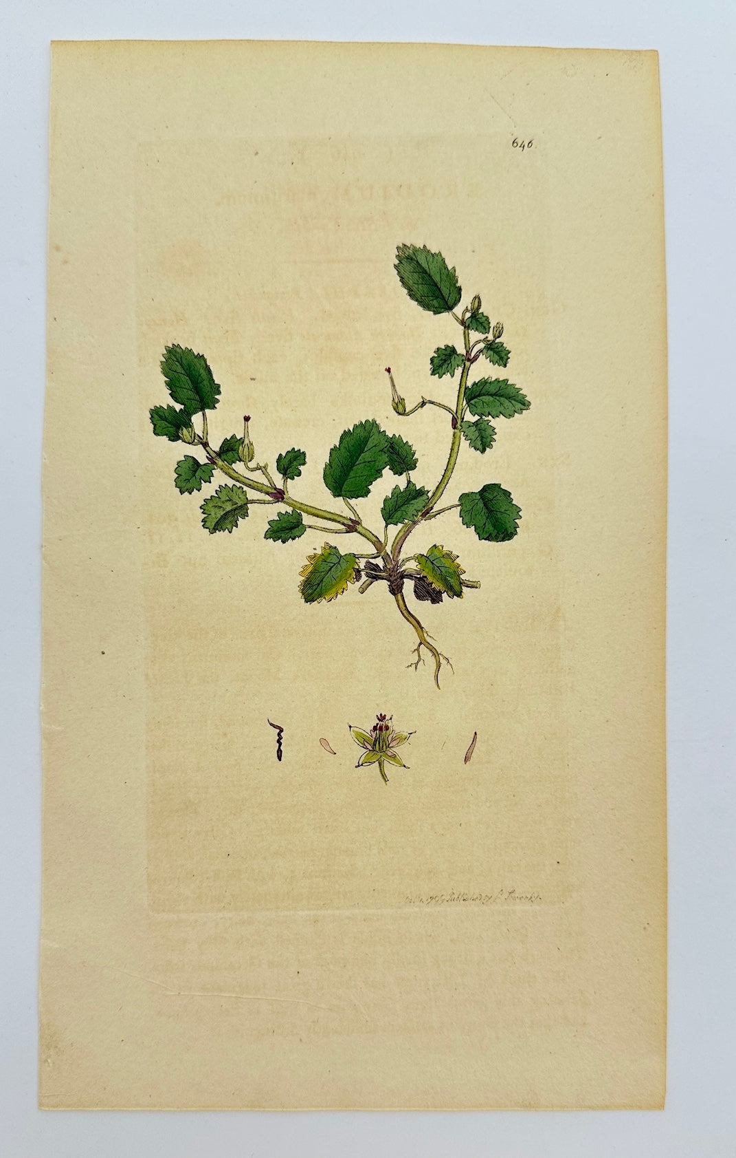 Antique Print - James Sowerby - Erodium Maritimum - Sea Stork's-bill - F1